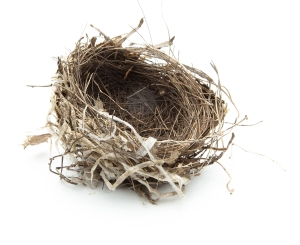 Picture of an empty bird's nest